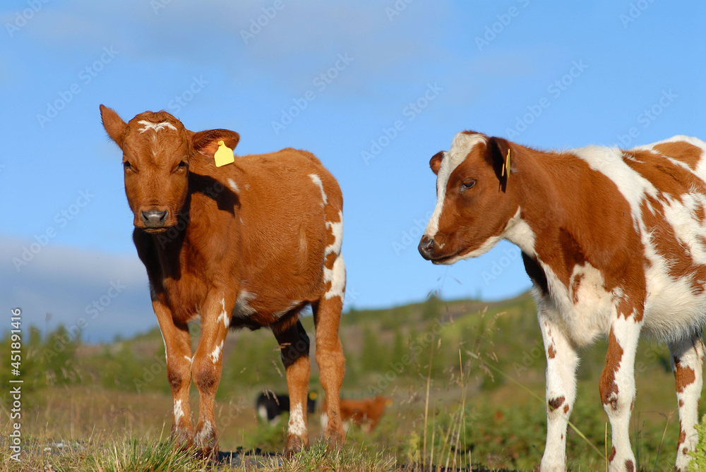 Two grown brown and white calves walk side by side in a green meadow against a blue sky. A herd is seen in the distance.