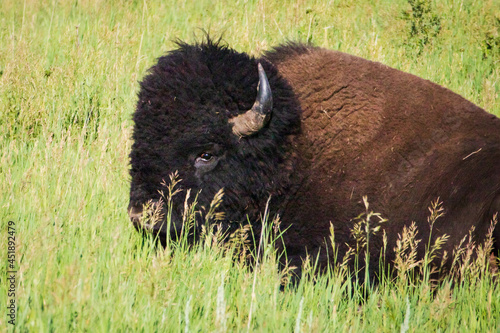 bison in grass
