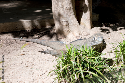 the rhinoceros iguana resembles a dragon © susan flashman