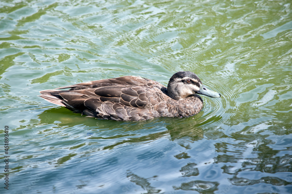 the pacific black duck is swimming in the lake the pacific black duck is swimming in the lake