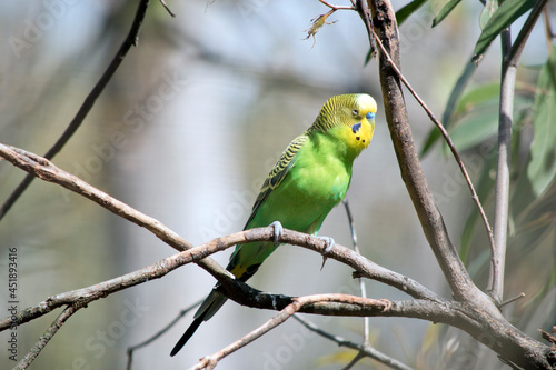the budgergar or parakeet is perch on a branch of a bush