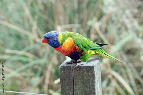 Billede på lærred the rainbow lorikeet is sitting on a fence post