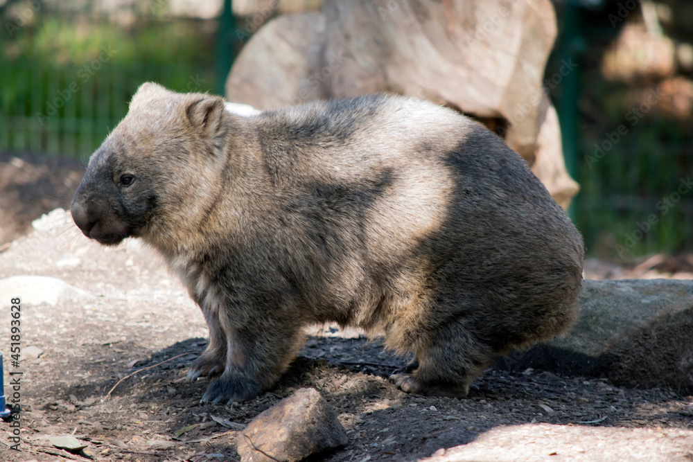 this is a side view of a hairy nosed wombat this is a side view of a hairy nosed wombat