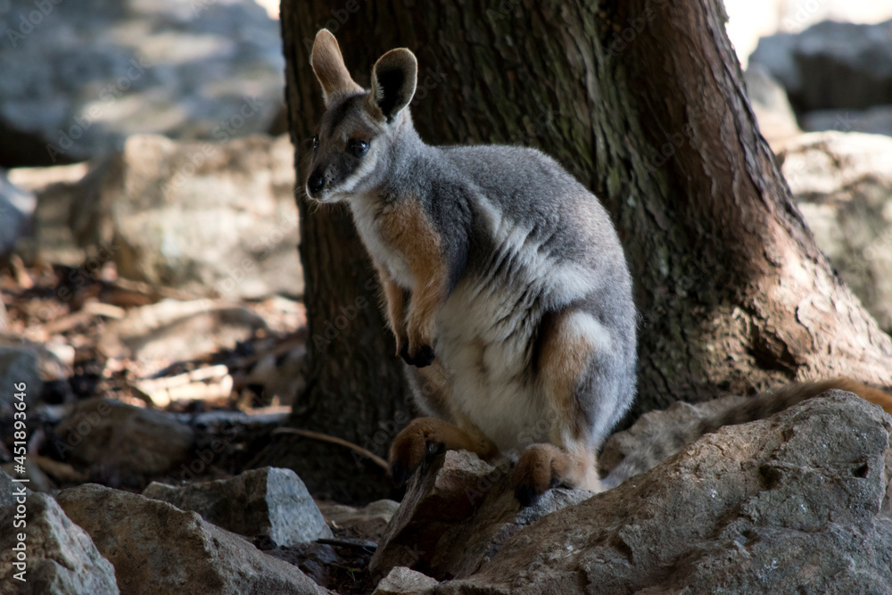 Naklejka premium this is a young yellow footed rock wallaby