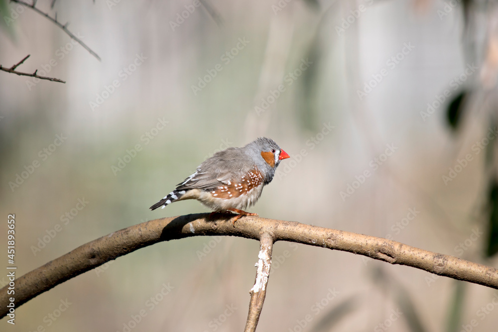 the male zebra finch has an orange cheek the male zebra finch has an orange cheek