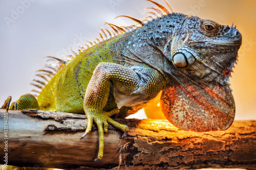 A big iguana lizard sitting on a tree.