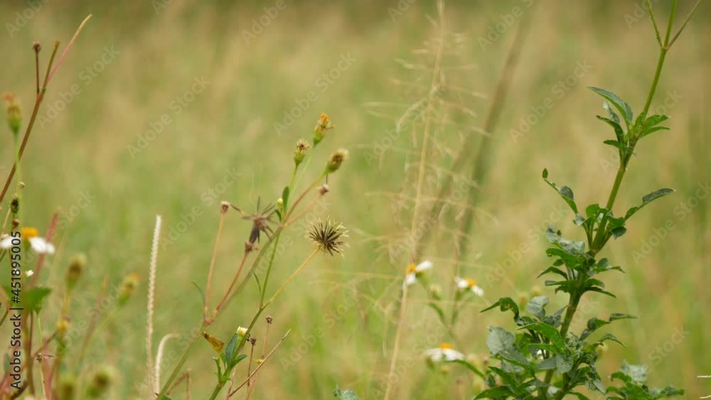 Cobblers Pegs (Bidens pilosa) Knows also as Black-jack, Beggarticks, Farmer’s Friends and Spanish Needle. Flowers Dry in the Garden Cobblers Pegs (Bidens pilosa) Knows also as Black-jack, Beggarticks, Farmer’s Friends and Spanish Needle. Flowers Dry in the Garden