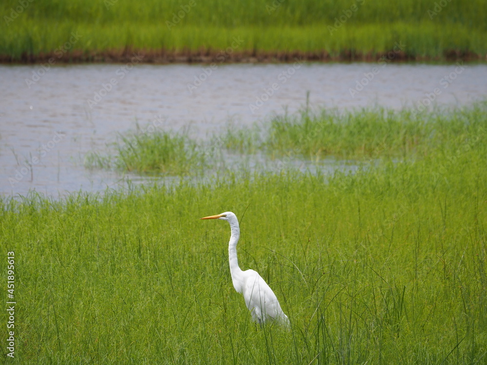 Fototapeta premium wild egret in marsh