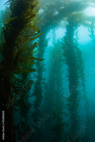 Tall view of kelp forest in the Pacific Ocean looking up at the surface of the water