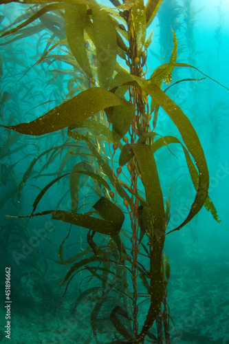 Close up view of giant Kelp in the Pacific Ocean photo