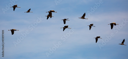 Large flock of cranes flying in sky © JackF