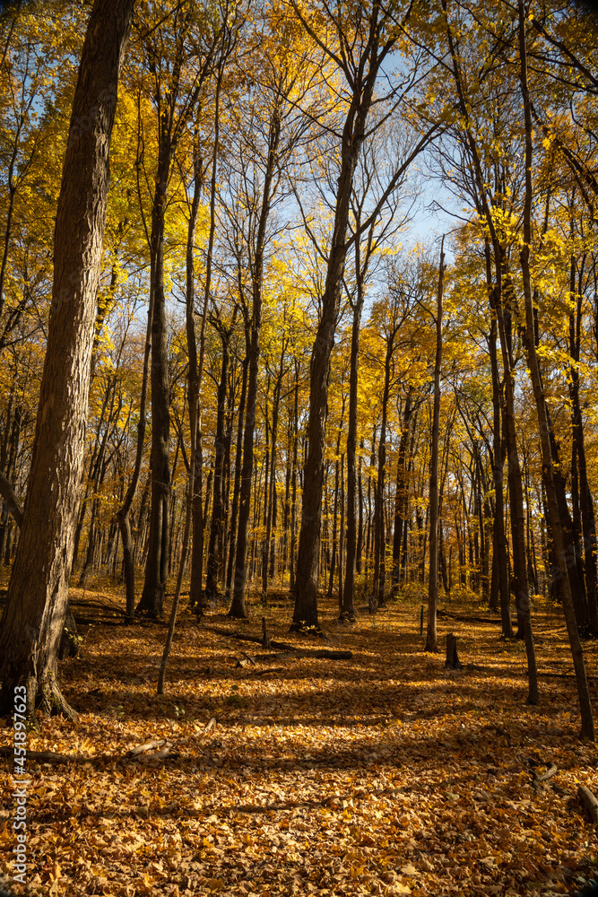 Fototapeta premium Autumn in the forest