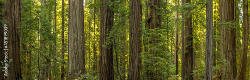 Stout Grove Redwoods Forest Panorama