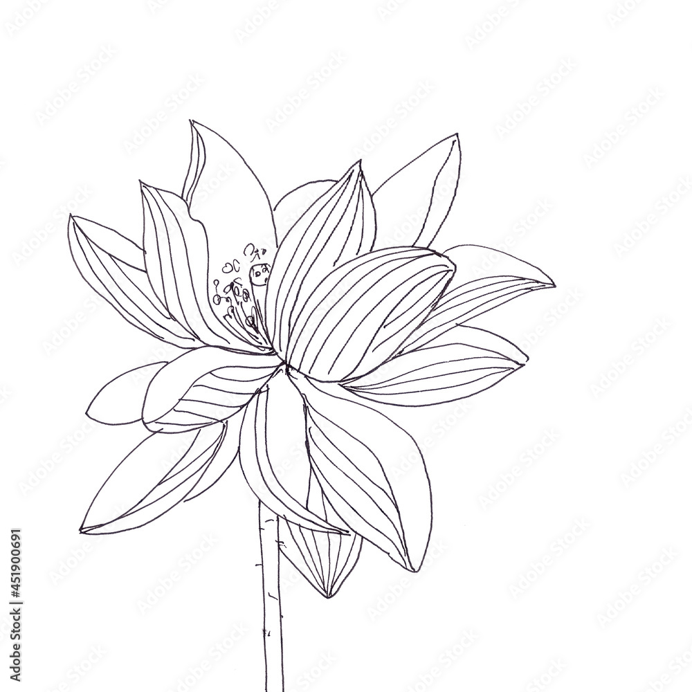Lotus flower graphic black and white linear drawing