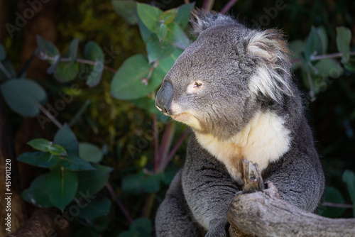 Canvas Print Closeup shot of a Koala on a tree in Australia