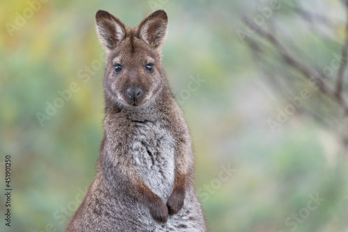 Tableau sur toile Wallaby on the Meehan Ranges of Tasmania, Australia
