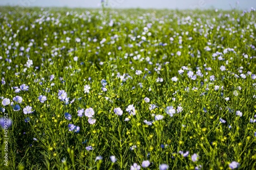 Flax field. flax flowering in summer. Linen industry. Large field of flax. Blue flowers. Small blue flowers