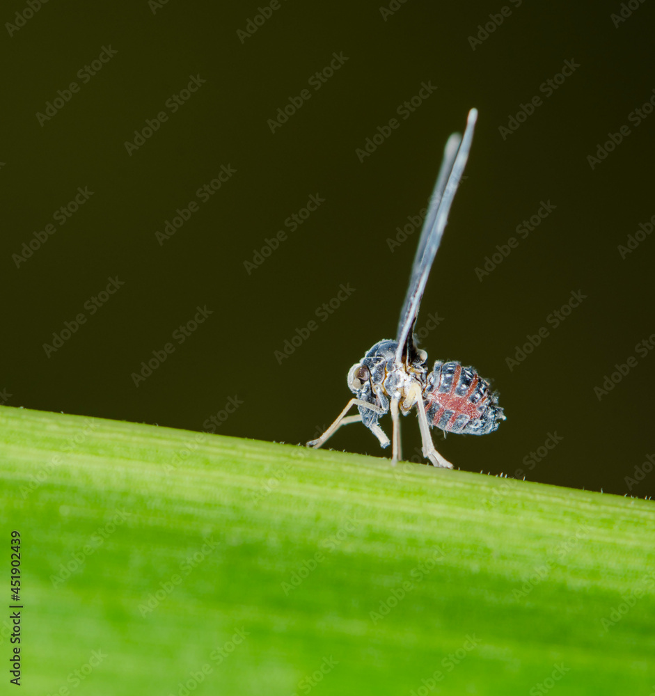 Derbidae Insect Derbidae is a family of insects in the order hemiptera of true bugs ...