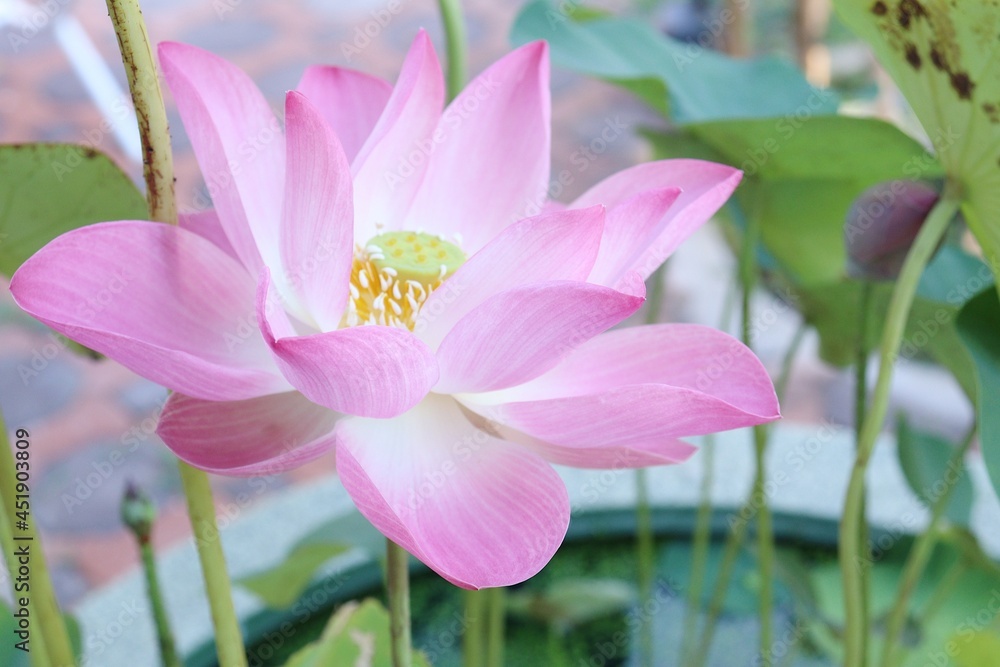 Beautiful of pink lotus flowers tropical with green leaves Beautiful of pink lotus flowers tropical with green leaves