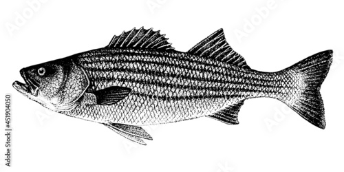 Morone saxatilis, striped bass, striped lavrak. Fish collection. Healthy lifestyle, delicious food. Hand-drawn images, black and white graphics.