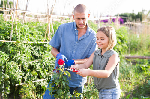 Fotografie Father teaching his daughter cutting roses in kitchen garden