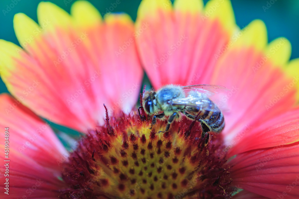 honey bee eating pollen on red flower side view honey bee eating pollen on red flower side view