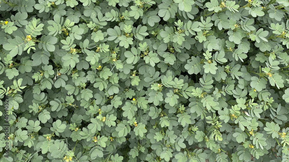 Selective focus image of dense Green leaves together forming a beautiful nature background Selective focus image of dense Green leaves together forming a beautiful nature background