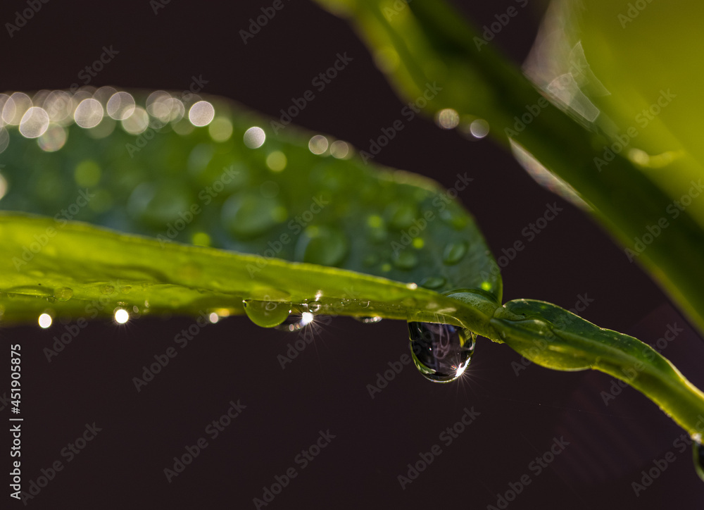 water drops on a leaf