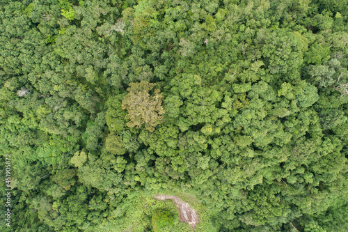 Aerial high angle view top down rainforest trees. Abundance of tropical forest Ecosystem and healthy environment background Beautiful image amazing nature for background and website.