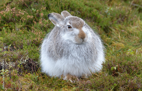 Canvas-taulu Closeup of a white hare outdoors in a field