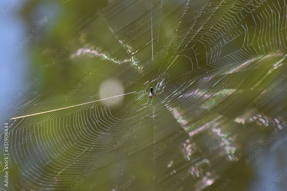 Orb Weaver w Web