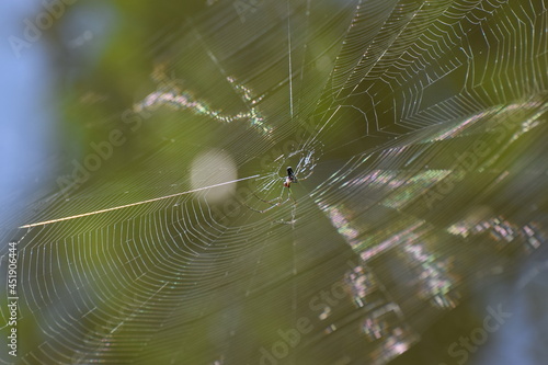 Obraz na płótnie Orb Weaver w Web w salonie