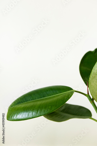 Rubber Plant Leaves on white background.