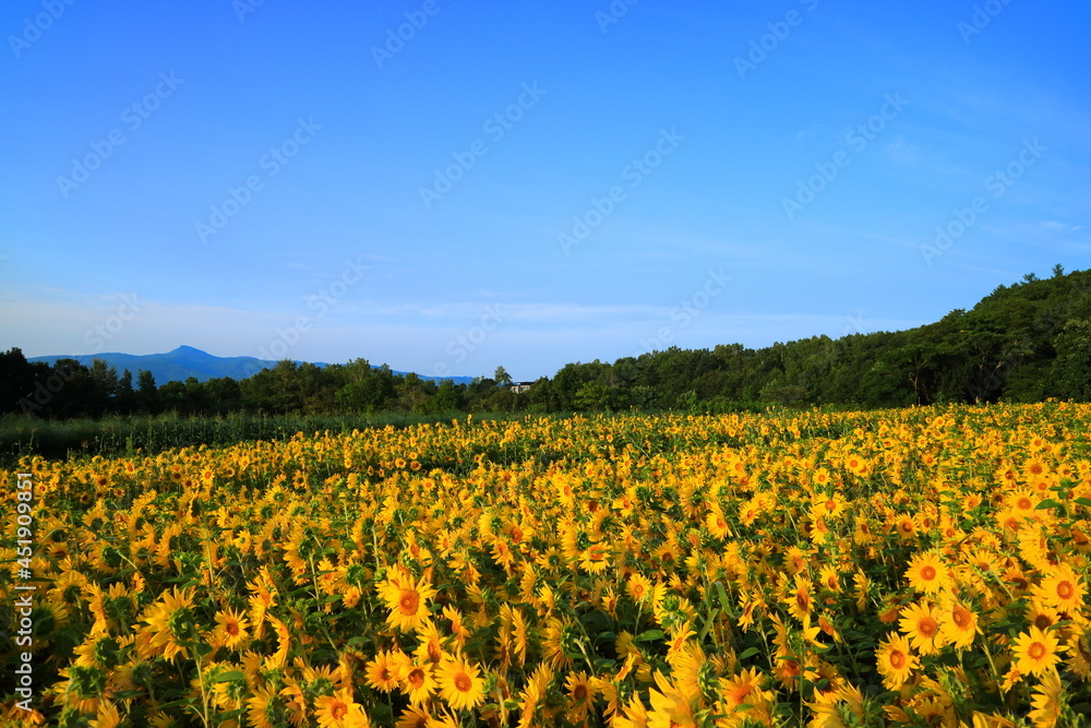 北海道　ニセコのひまわり畑と青空