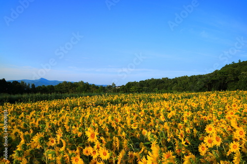北海道 ニセコのひまわり畑と青空