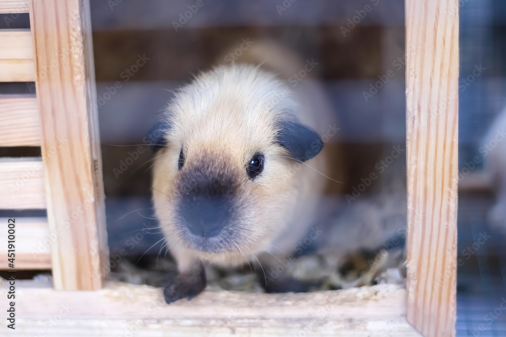 Fototapeta premium Cute cavia porcellus pig pet rodent looking in small wood house background