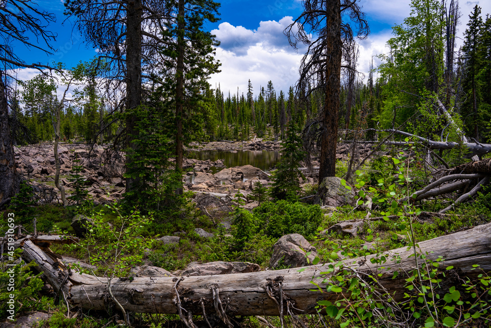 Ashley National Forest, Utah, USA Ashley National Forest, Utah, USA