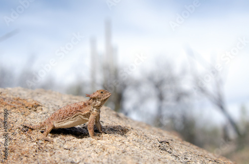 Regal Horned Lizard (Phrynosoma solare) photo