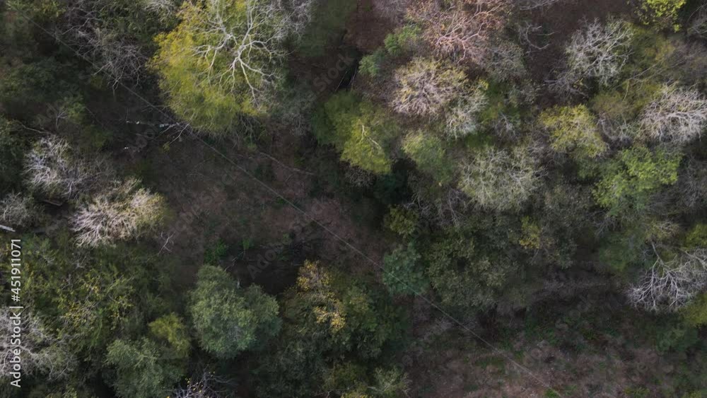 Top View Of Dense Foliage At The Coastline Of Playa Real (Bahia de Los Piratas) In Guanacaste, Costa Rica. aerial Top View Of Dense Foliage At The Coastline Of Playa Real (Bahia de Los Piratas) In Guanacaste, Costa Rica. aerial