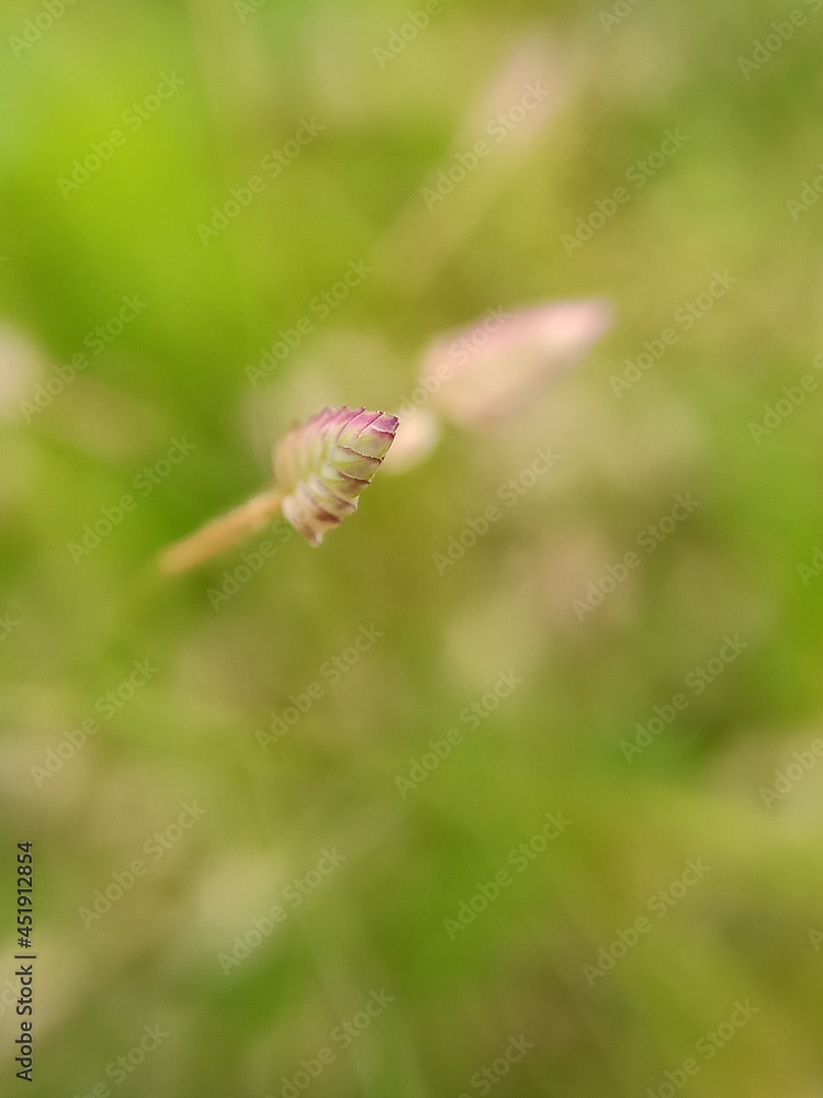 Beautiful macro Greater quaking-grass background selective focus on subject background blur Beautiful macro Greater quaking-grass background selective focus on subject background blur