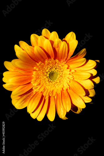 Yellow Gerbera Flower
