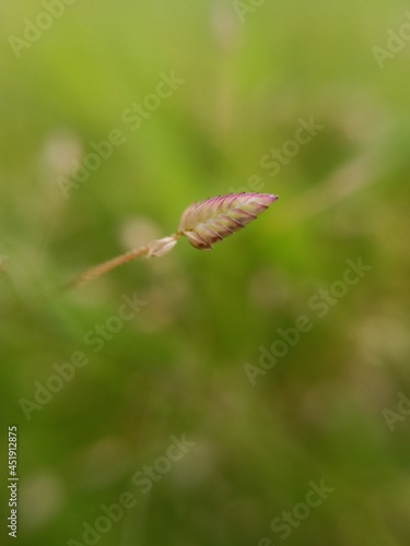 Beautiful macro Greater quaking-grass background selective focus on subject background blur