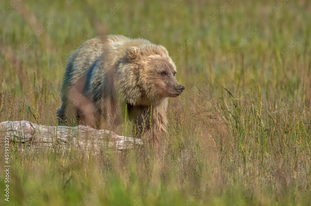 Fototapeta premium Alaskan Coastal Brown Bear