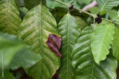 Brown and yellow damage by anthracnose on the green leaf of Robusta coffee plant tree, Plant diseases that damage agriculture