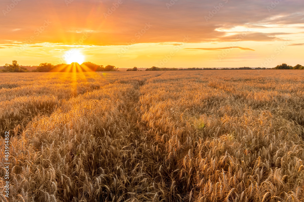 Scenic view at beautiful summer sunset in a wheaten shiny field with golden wheat and sun rays, deep blue cloudy sky, road and rows leading far away, valley landscape