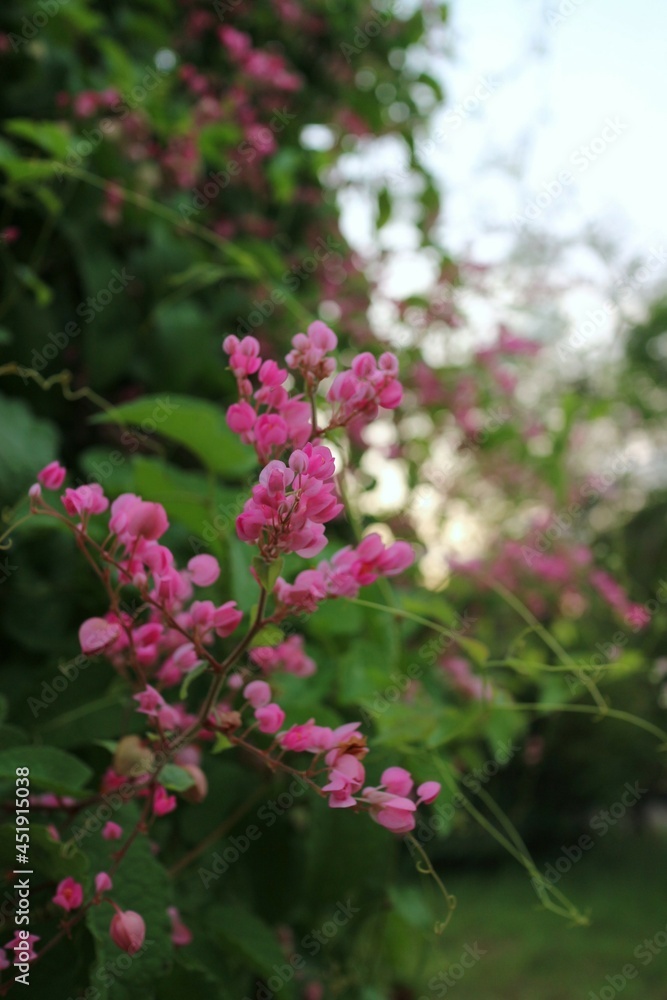 Pink Bush is a flowering plant of the family Polygonaceae, a pink clematis plant native to Mexico. Classified as a fast growing ivy plant The leaves are heart-shaped or triangular. Flower bouquet Pink Bush is a flowering plant of the family Polygonaceae, a pink clematis plant native to Mexico. Classified as a fast growing ivy plant The leaves are heart-shaped or triangular. Flower bouquet