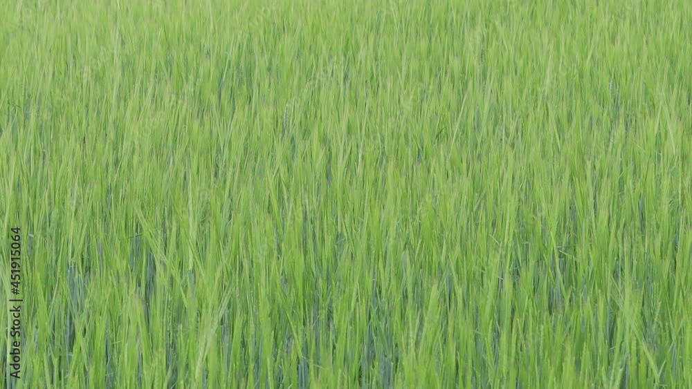 Ears of fresh yet green wheat sway in the wind in the field Ears of fresh yet green wheat sway in the wind in the field