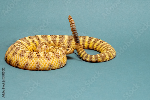 Tiger Rattlesnake Coiled, Hissing, and Rattling Dangerously