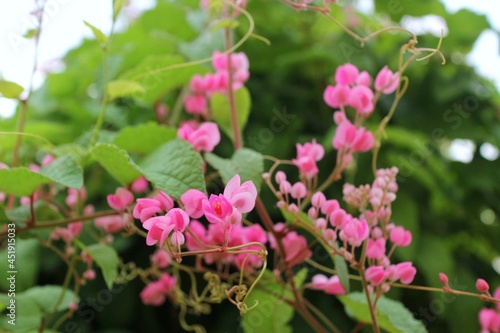 Pink Bush is a flowering plant of the family Polygonaceae, a pink clematis plant native to Mexico. Classified as a fast growing ivy plant The leaves are heart-shaped or triangular. Flower bouquet