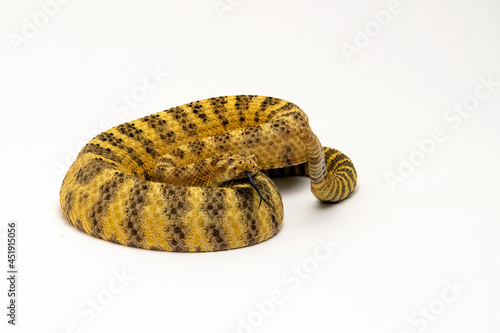 Tiger Rattlesnake Hissing and Rattling Dangerously Isolated on White Background